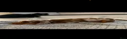 Miniature Dachshund dogs for sale: Miniature choc & tan Dachshund  - Advert 7