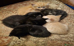 Mixed Breed cats for sale: Beautiful Kittens  - Image 2