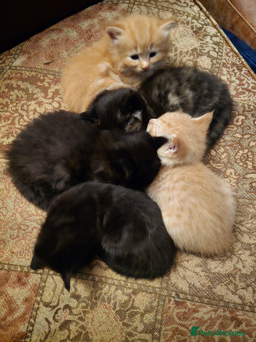 Mixed Breed cats for sale: Beautiful Kittens  - Image 2