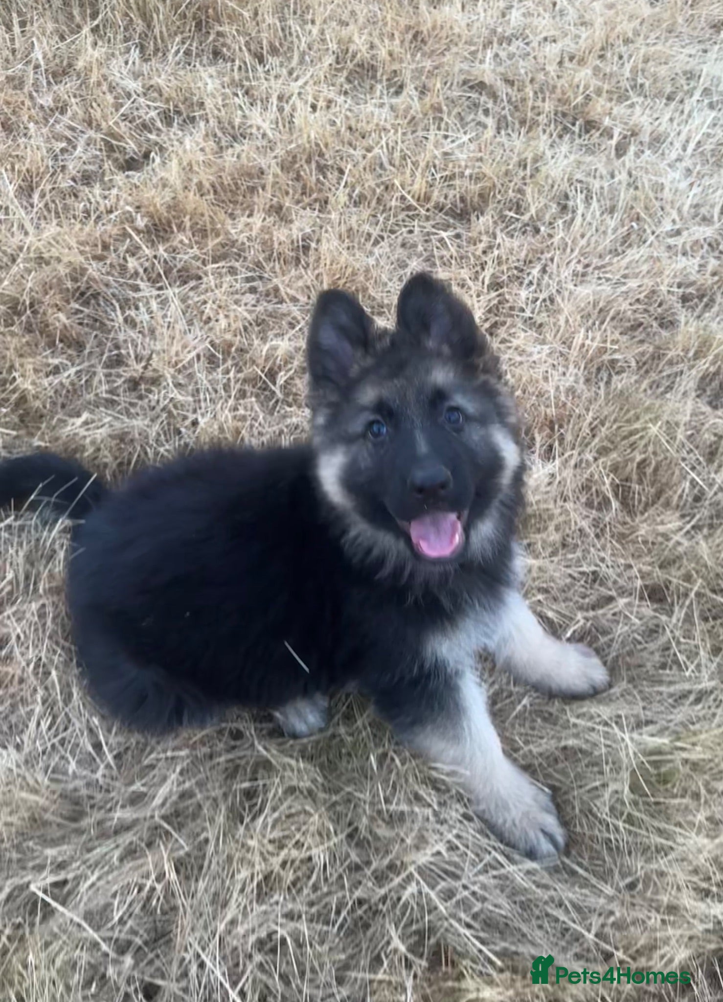 German Shepherd dogs Long haired German shepherd puppies  - Advert 17