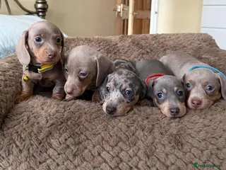 Miniature Dachshund dogs Beautiful Miniature Dachshund puppies - Advert 11