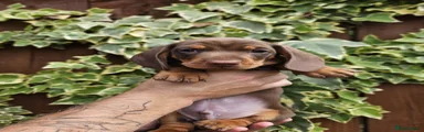 Miniature Dachshund Puppy 1