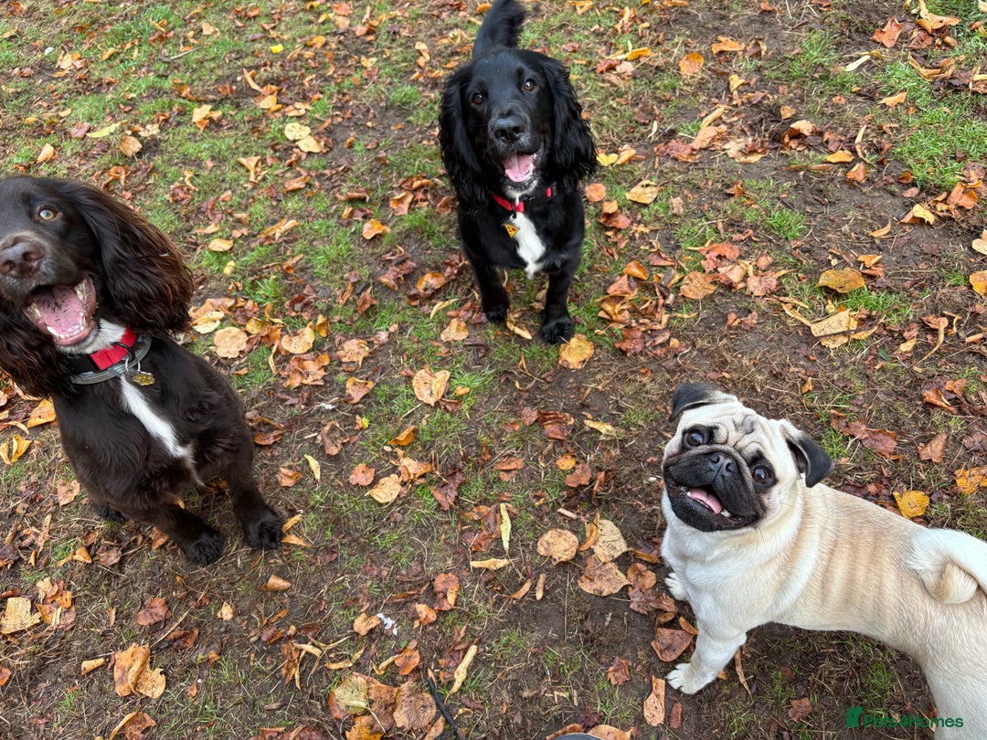 Cocker Spaniel dogs for stud: Bruce available for stud - Advert 4