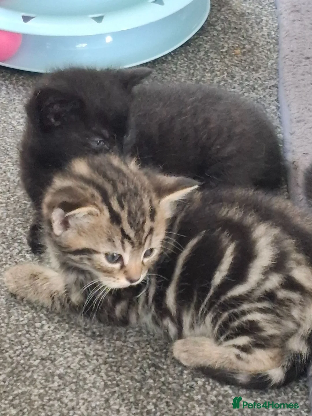 Mixed Breed cats for sale: 2 adorable kittens - Advert 2