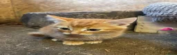 Mixed Breed cats for sale: Farm kittens - Advert 2