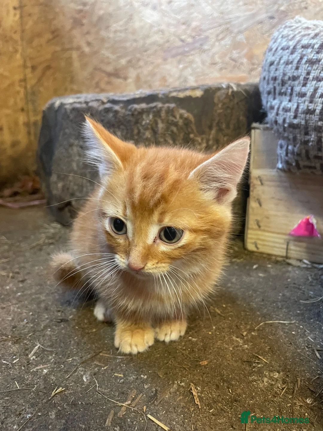 Mixed Breed cats for sale: Farm kittens - Advert 2