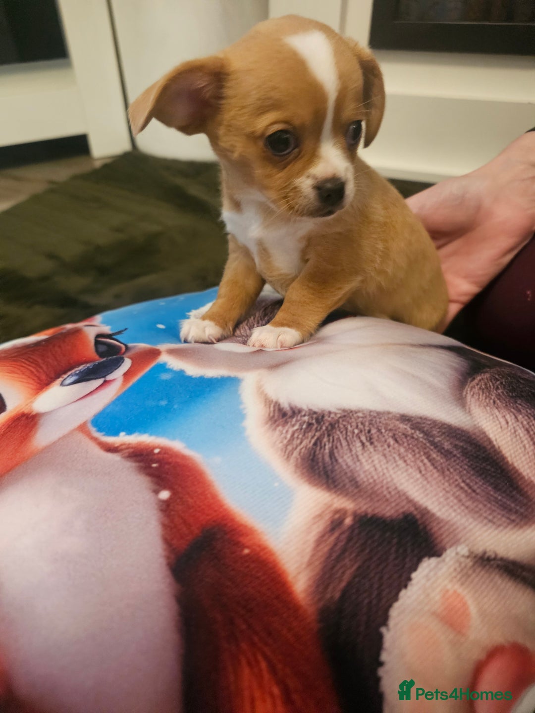 Mixed Breed dogs for sale: Chilliers pup girl - Image 3