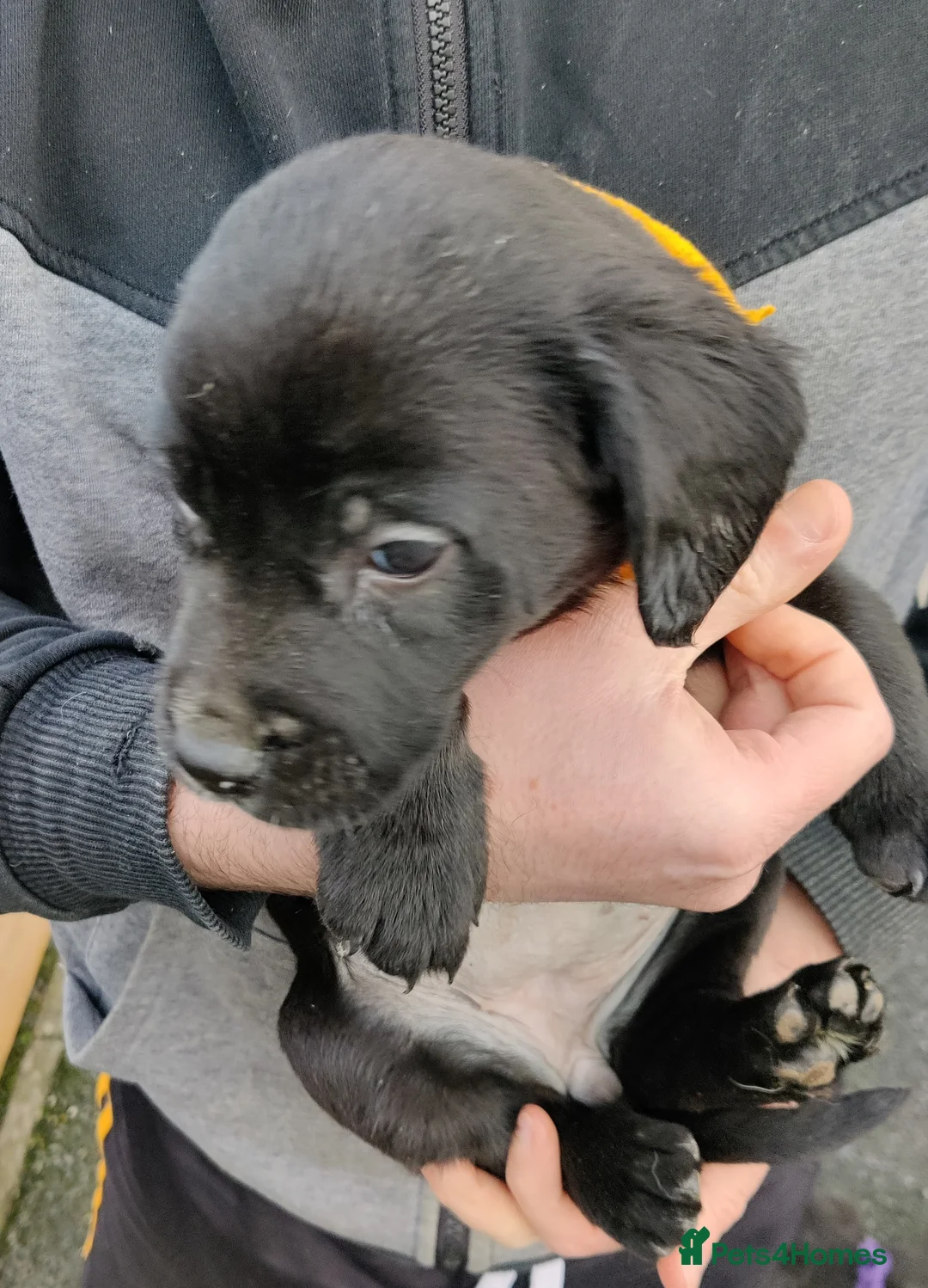 Springador dogs for sale: Springador Puppies - Advert 3