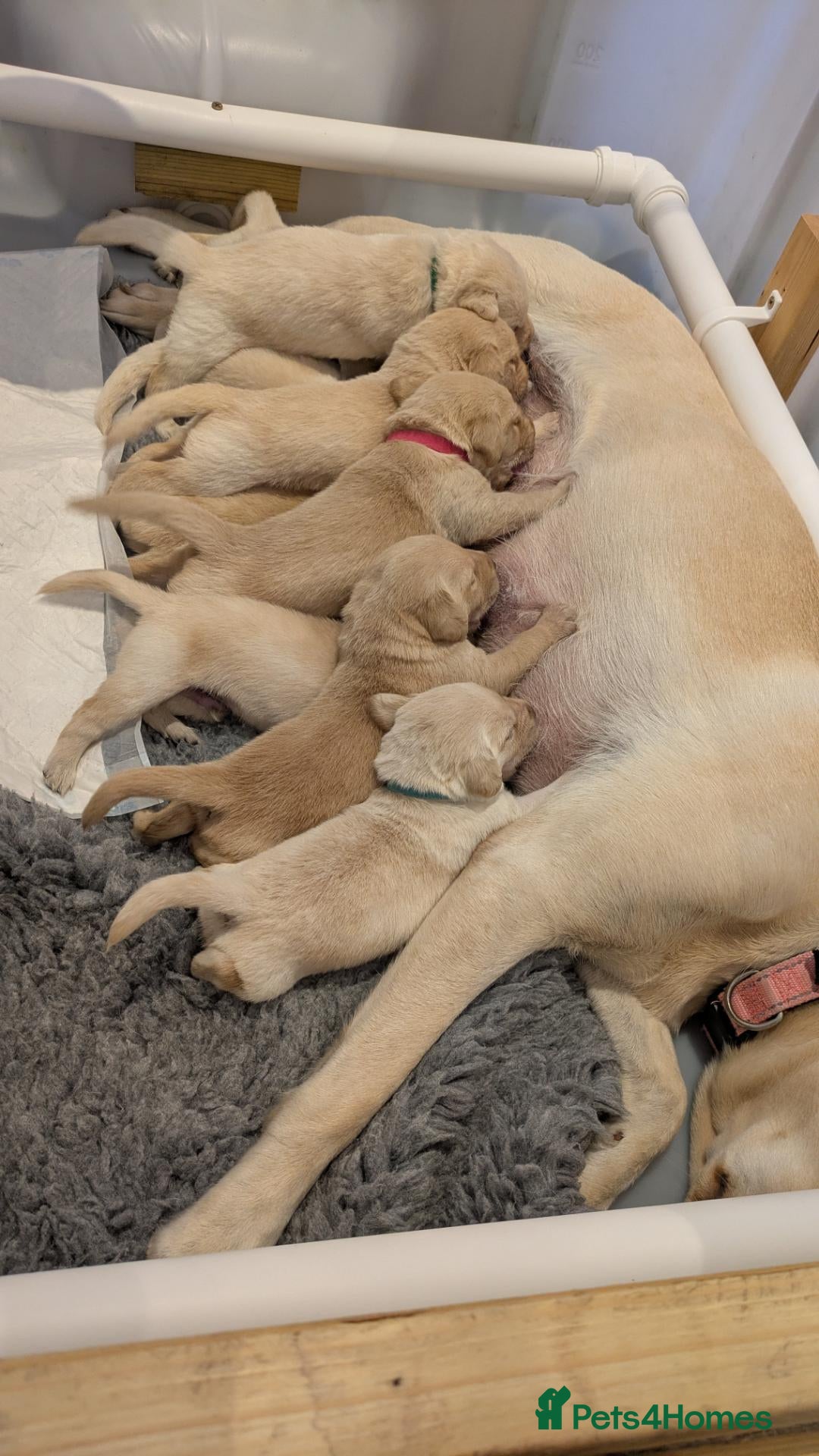 Labradoodle dogs Golden Labradoodle / Doubledoodle Puppies Viewings - Advert 2
