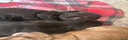 Cocker Spaniel dogs for sale: Show cocker spaniels kc reg pups ready 14 th June  - Advert 15