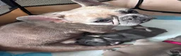 French Bulldog dogs for sale: French Bulldog puppies  - Advert 10