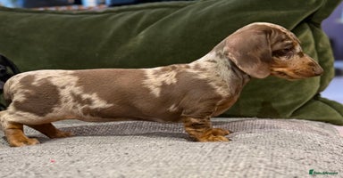 Miniature Dachshund dogs - Advert 1