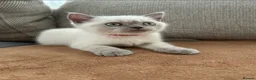 British Shorthair cats for sale: British shorthair Colorpoint kittens - Advert 15