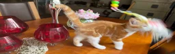 Mixed Breed cats for sale: Ginger Calico Tuxedo Kittens London-Richmond Sale - Advert 4