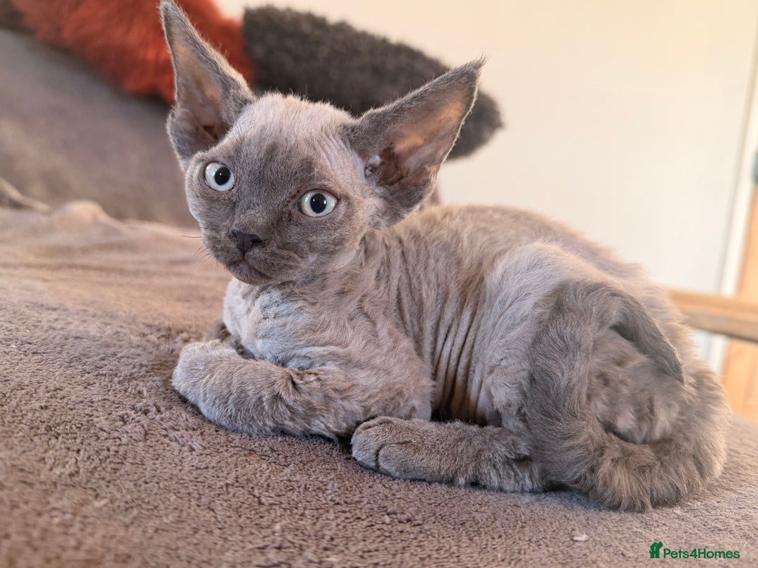 Devon Rex cats for sale: 3 gorgeous Devon Rex kittens - Advert 14