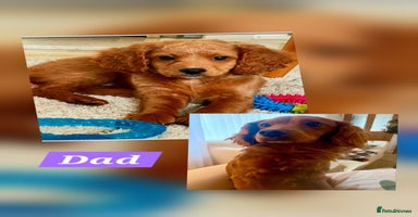 Mixed Breed dogs - Advert 2