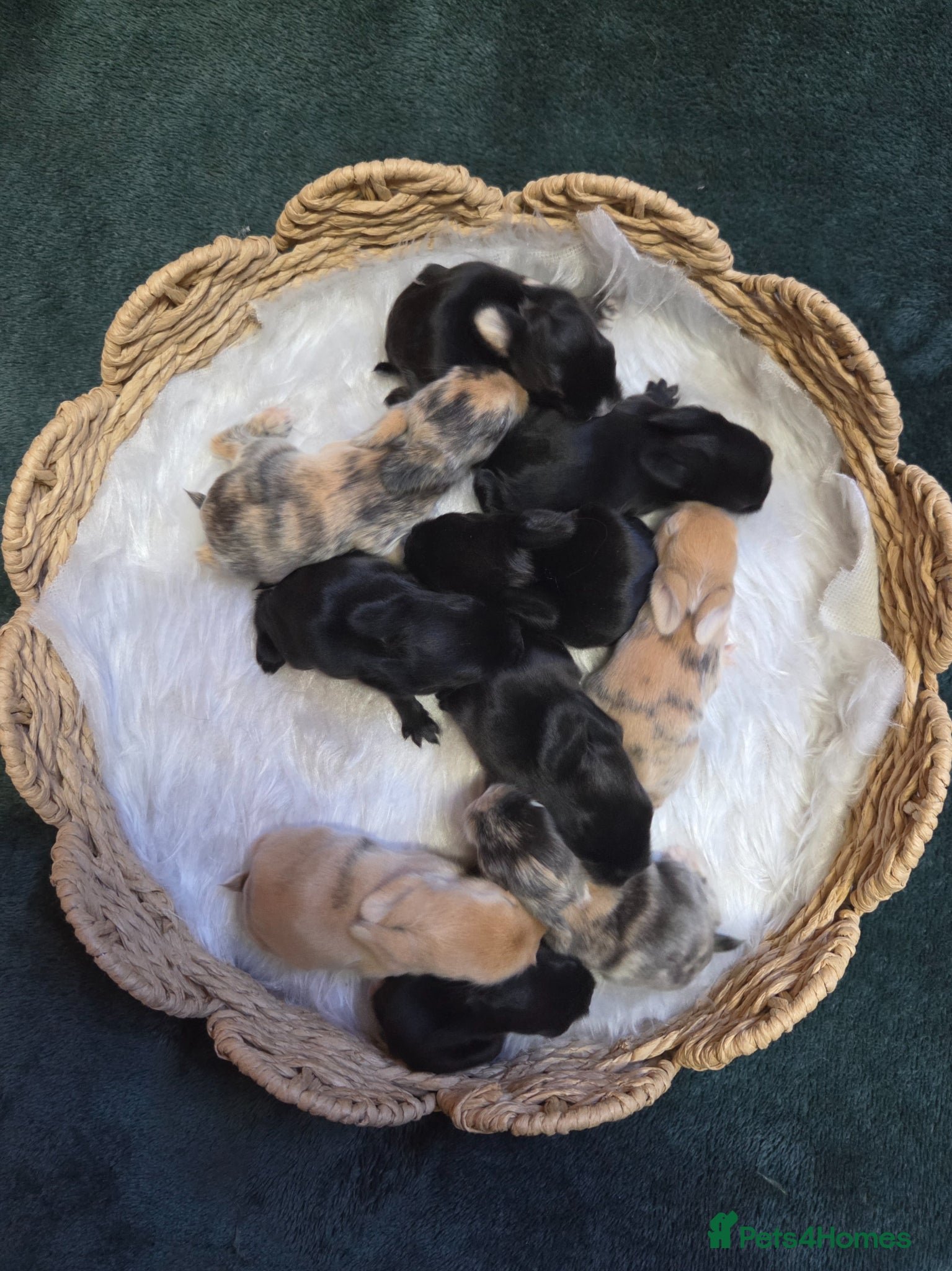 Mini Lop rabbits 2 litters - Lops & Lion-Lops - Advert 1