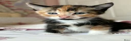 Mixed Breed cats for sale: Beautiful kittens  - Advert 28