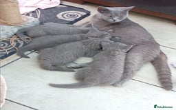 British Shorthair cats for sale: Beautiful British short-hair kittens  - Image 7