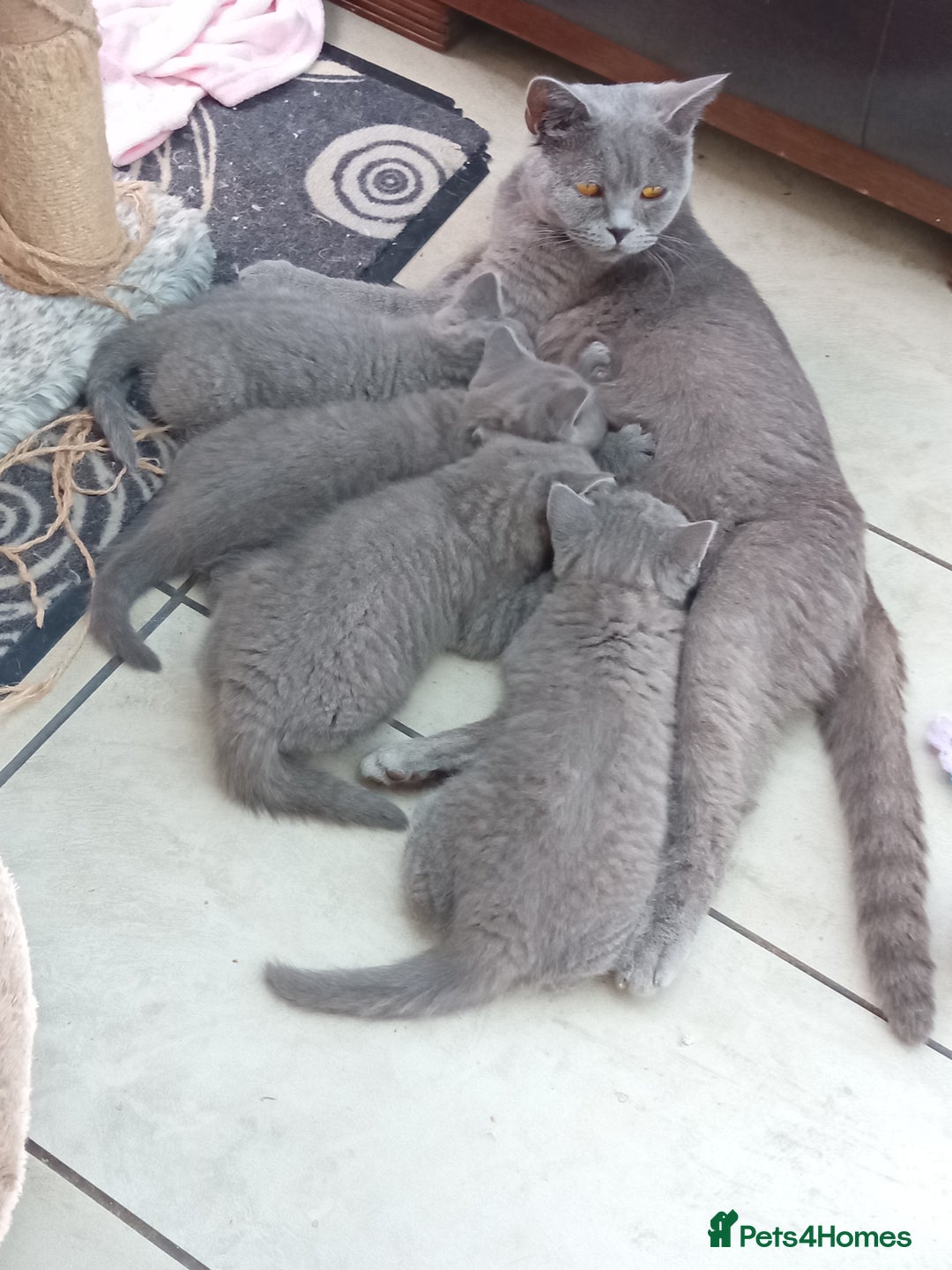 British Shorthair cats for sale: Beautiful British short-hair kittens  - Image 7