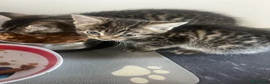 Domestic Shorthair Kitten 2