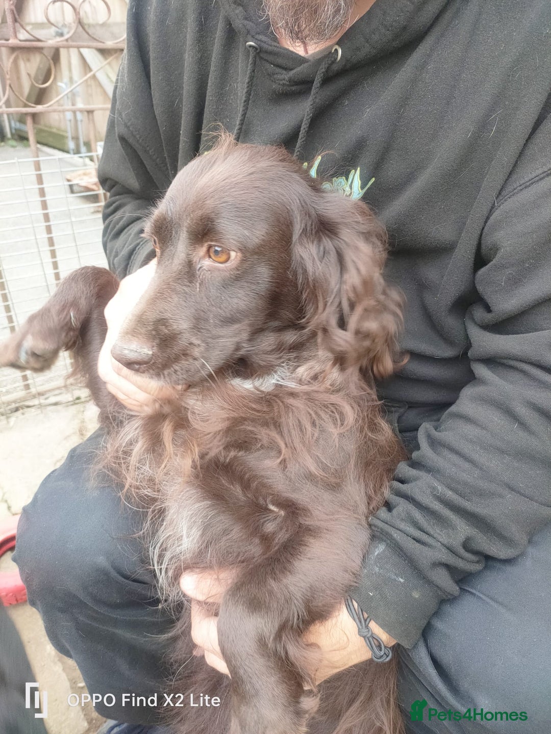 Cocker Spaniel dogs for sale: Working Cocker Spaniel Puppies For Sale - Image 20