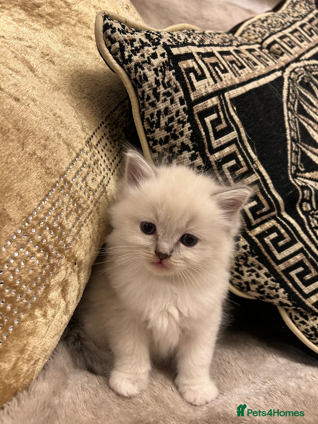 Ragdoll cats for sale: Beautiful Ragdolls ( 1 FEMALE LEFT!! )  - Advert 2
