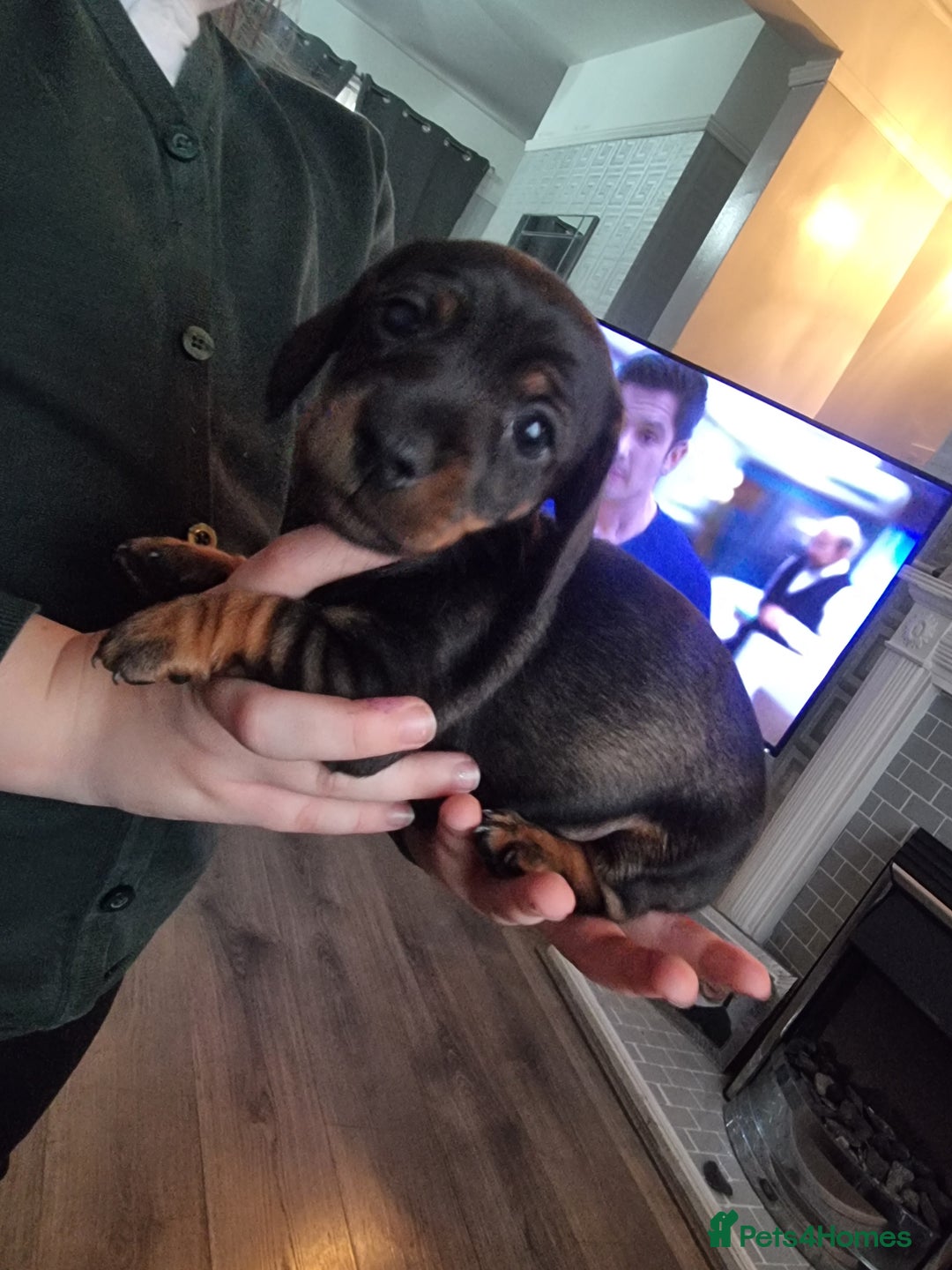 Miniature Dachshund dogs for sale: miniture dachshund - Advert 8
