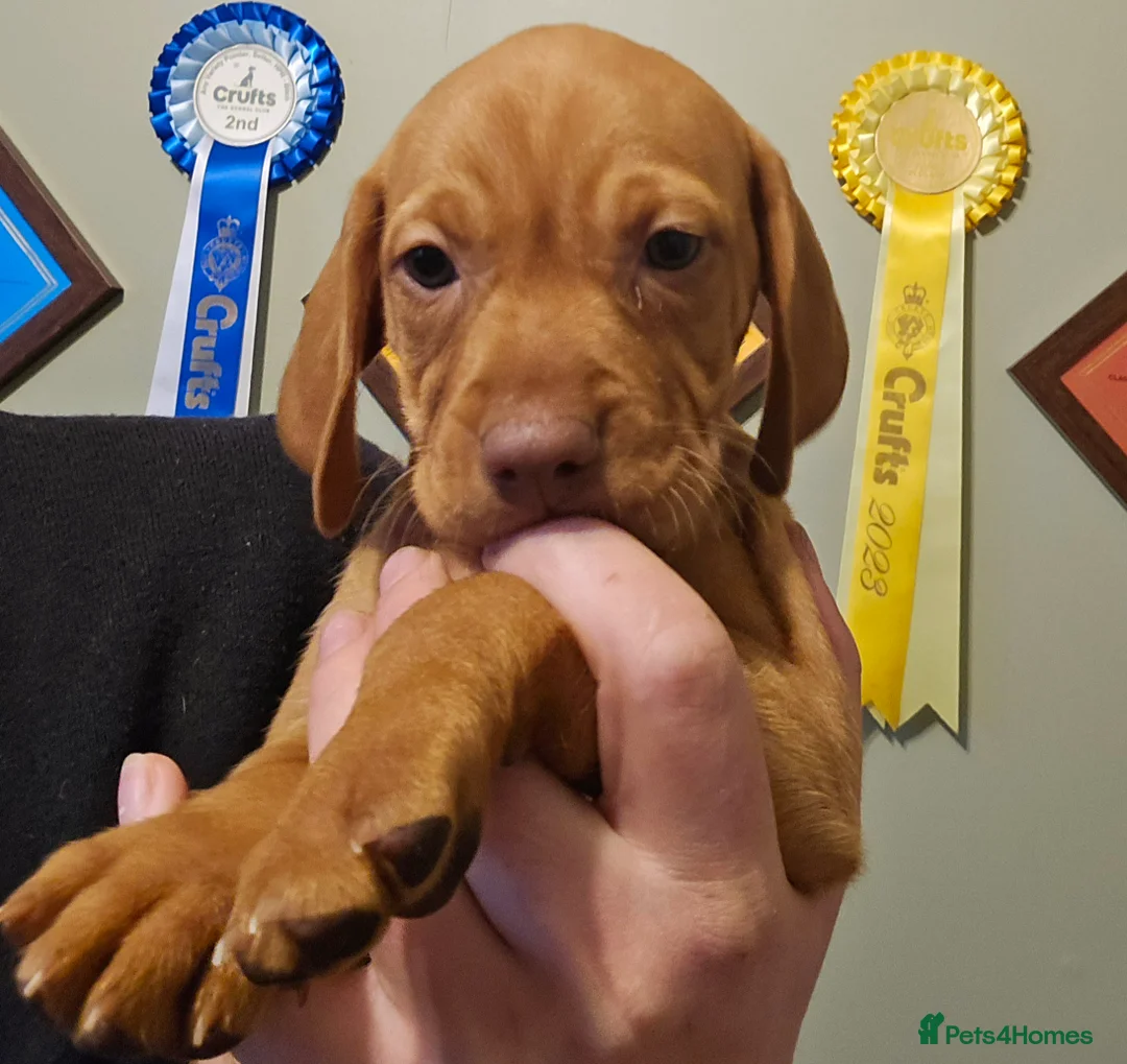 Hungarian Vizsla dogs for sale: Dual purpose Hungarian Vizsla Puppies - Advert 10