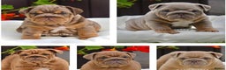 English Bulldog dogs for stud: Proven English bulldog Stud - Don Truffle - Advert 9