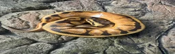 Python Snake reptiles for sale: Female sugar leopard Spotnose het clown - Advert 2