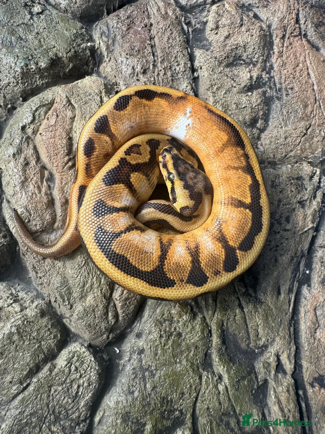 Python Snake reptiles for sale: Female sugar leopard Spotnose het clown - Advert 2