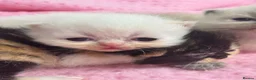 Exotic cats for sale: 3 beautiful quality exotic kittens - Advert 26