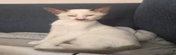 Siamese cats for sale: Simease kitten for sale - Advert 3