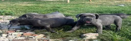Cane Corso dogs for sale: Cane corso puppies / READY TO LEAVE NOW! in Southampton - Advert 6