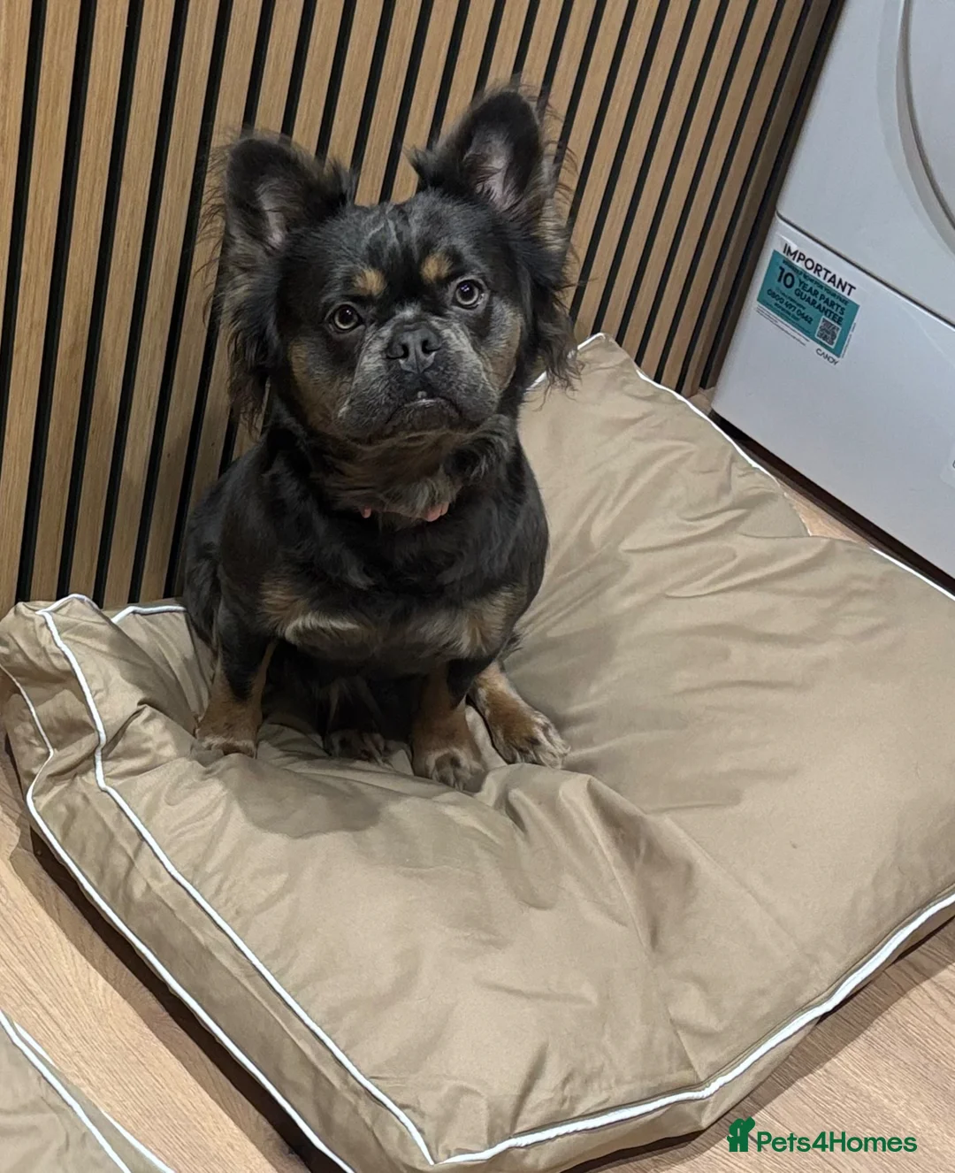 French Bulldog dogs for sale: Miss  in Weston-super-Mare - Advert 1