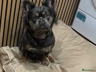 French Bulldog dogs Miss - Advert 1