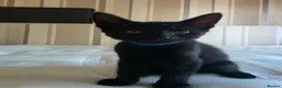 Domestic Shorthair cats for sale: ×2 Black (M) Kittens fully vax flead and dewormed - Advert 4