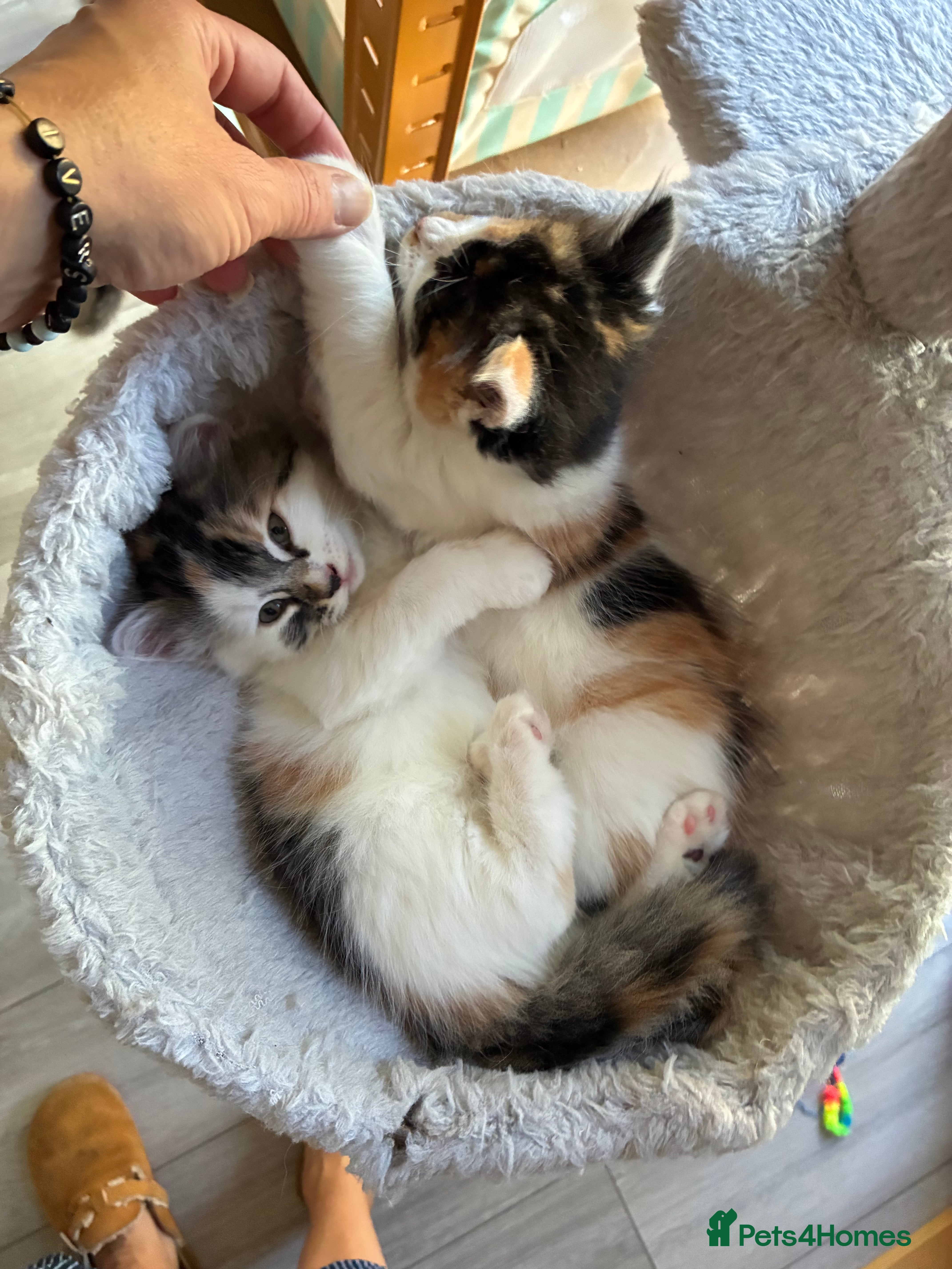 Mixed Breed cats Healthy , Energetic, Absolutely stunning 8  - Advert 2