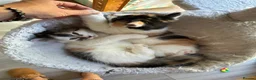 Mixed Breed cats for sale: Healthy , Energetic, Absolutely stunning 8  - Advert 4