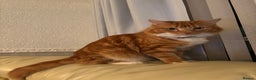 Domestic Shorthair cats for sale: Ginger male cat - Advert 1