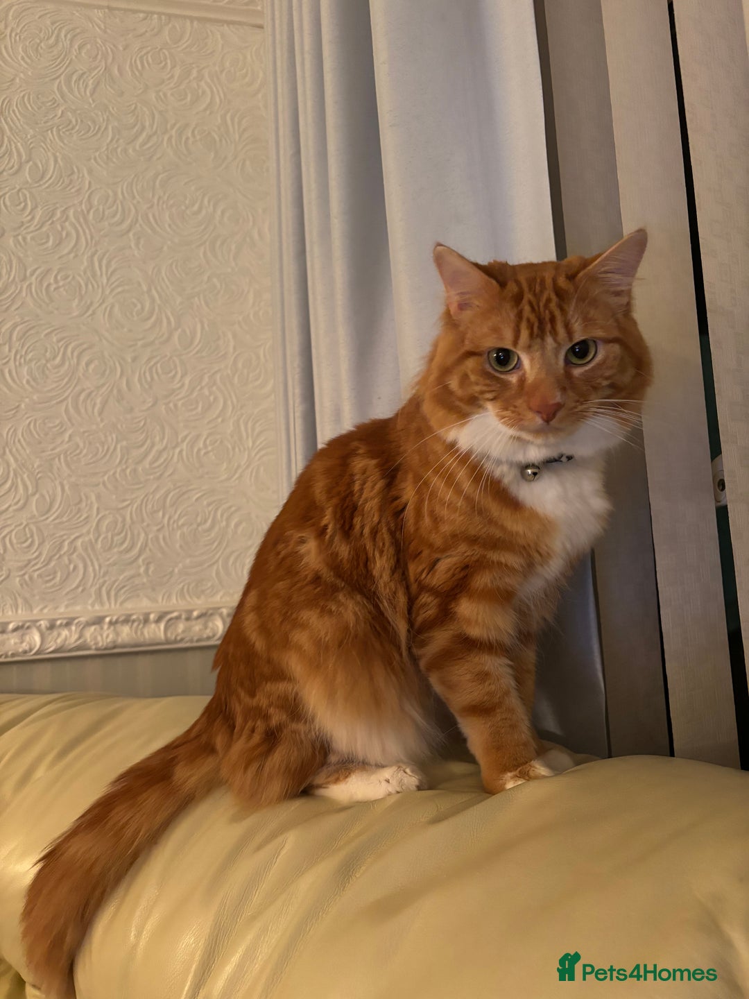 Domestic Shorthair cats for sale: Ginger male cat - Advert 1