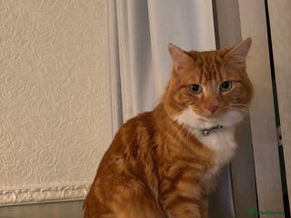 Domestic Shorthair cats Ginger male cat - Advert 19