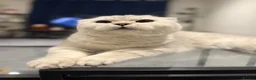 Scottish Fold cats for stud: Beautiful Scottish Fold Stud - Advert 4