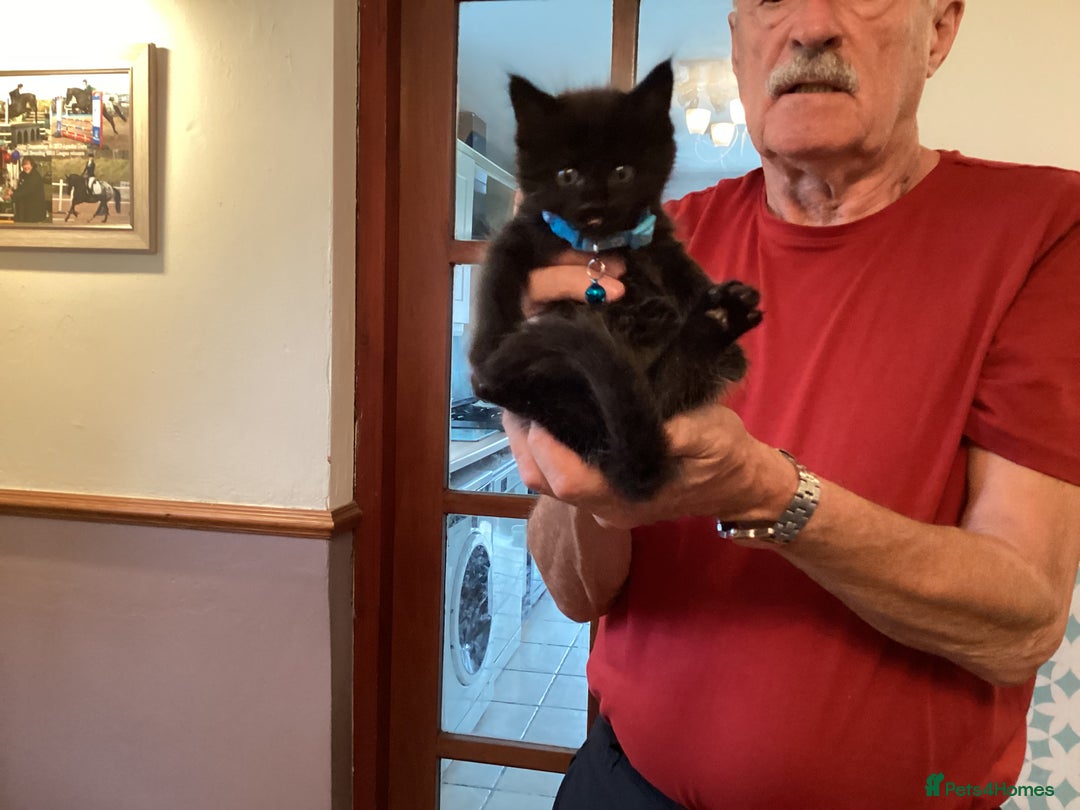 Ragdoll cats for sale: Beautiful Maine Coon, Tabby Cross kittens - Image 13