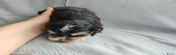 Cocker Spaniel dogs for sale: KC/ Show Type Cocker Spaniels - Advert 14