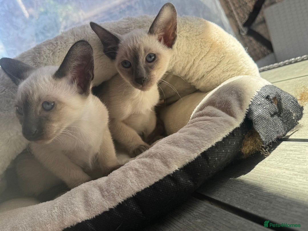 Siamese cats for sale: Siamese kittens - girls  - Image 3