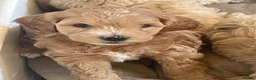 Cockapoo dogs for sale: Adorable Cockapoo’s 3 Boys and 1 Girl  - Advert 14