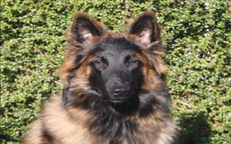 Belgian Shepherd Dog dogs for sale: Belgian Tervuren Shepherd Males available now - Advert 1