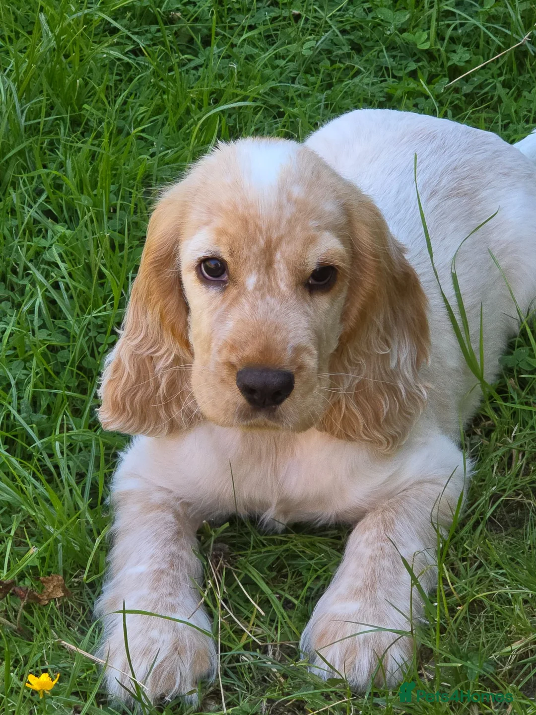 Cocker Spaniel dogs for stud: Cocker spaniel show for Stud in Tadley - Advert 16